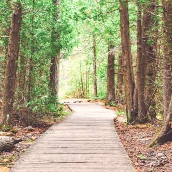 Photo of a wooden boardwalk in a conifer forest