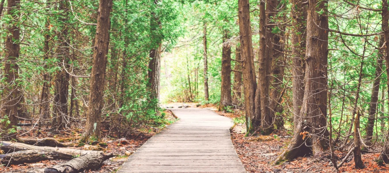 Photo of a wooden boardwalk in a conifer forest